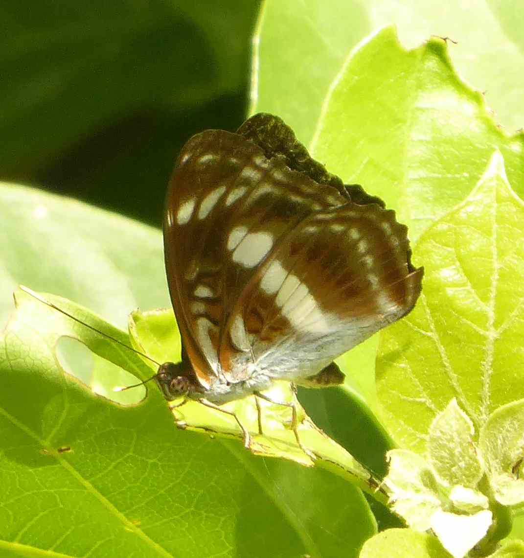 Athyma selenophora laela Athyma selenophora laela